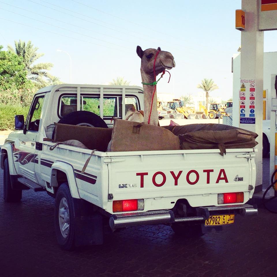 camel in truck