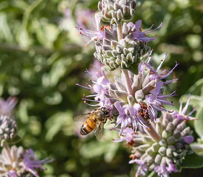 Bee with flower