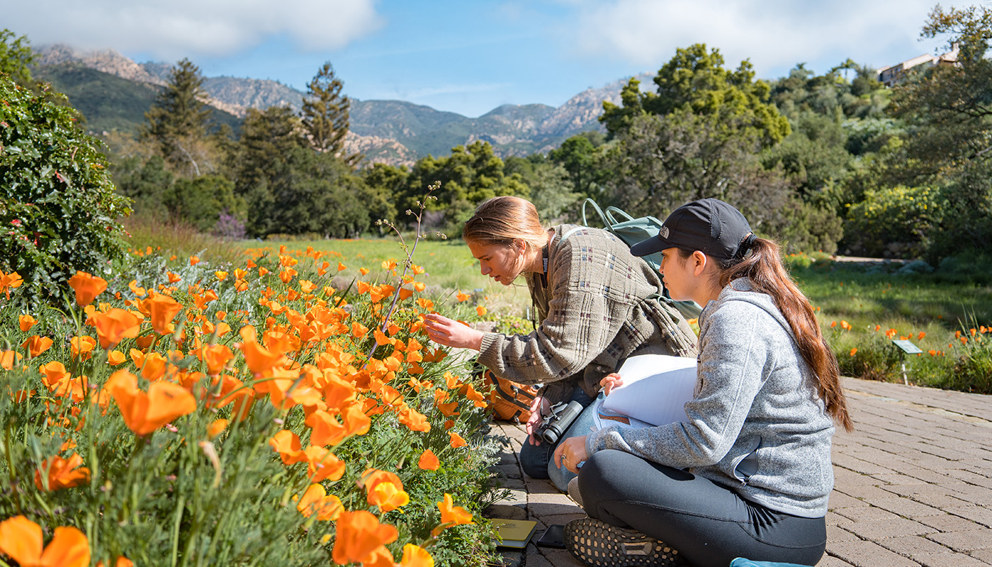 students examining poppies in the field.