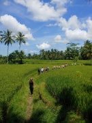 rice paddies ubud