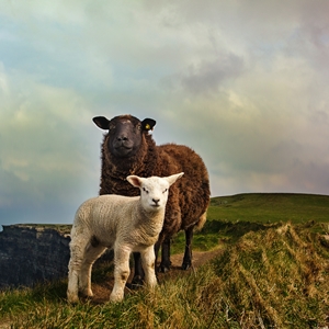 Dublin sheep